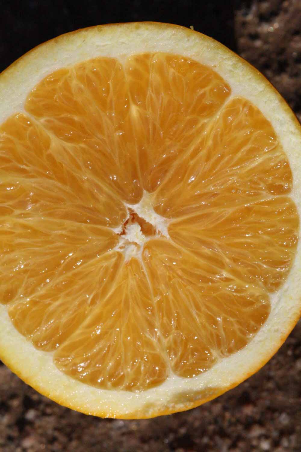              Fruit cross-section (Riverside, CA)       